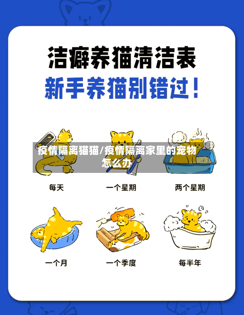 疫情隔离猫猫/疫情隔离家里的宠物怎么办