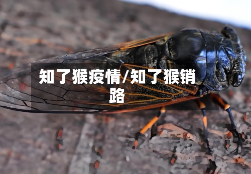 知了猴疫情/知了猴销路-第2张图片