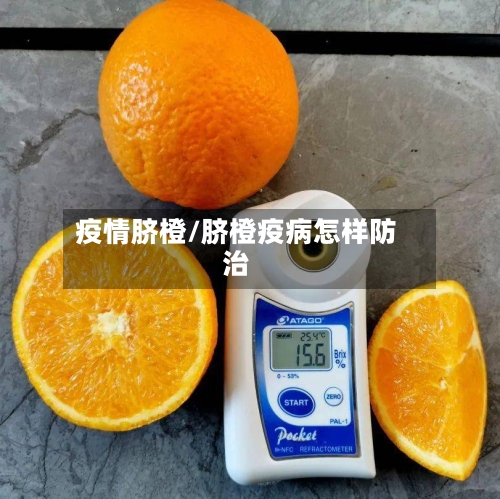 疫情脐橙/脐橙疫病怎样防治-第2张图片