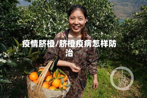 疫情脐橙/脐橙疫病怎样防治-第3张图片