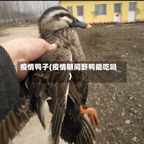 疫情鸭子(疫情期间野鸭能吃吗)-第2张图片