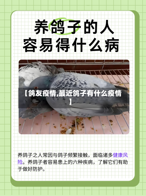 【鸽友疫情,最近鸽子有什么疫情】-第2张图片