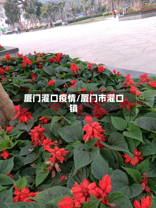 厦门灌口疫情/厦门市灌口镇