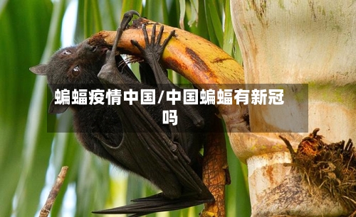 蝙蝠疫情中国/中国蝙蝠有新冠吗