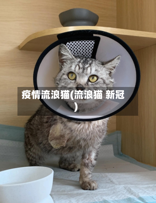 疫情流浪猫(流浪猫 新冠)-第2张图片
