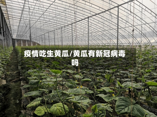 疫情吃生黄瓜/黄瓜有新冠病毒吗