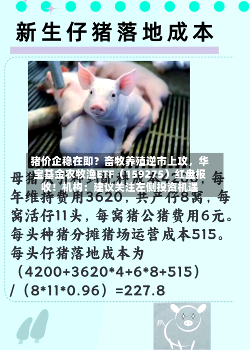 猪价企稳在即？畜牧养殖逆市上攻，华宝基金农牧渔ETF（159275）红盘报收！机构：建议关注左侧投资机遇-第2张图片