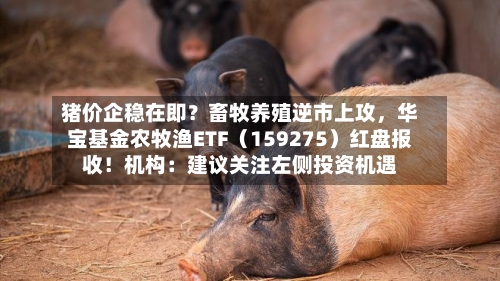猪价企稳在即？畜牧养殖逆市上攻，华宝基金农牧渔ETF（159275）红盘报收！机构：建议关注左侧投资机遇-第3张图片