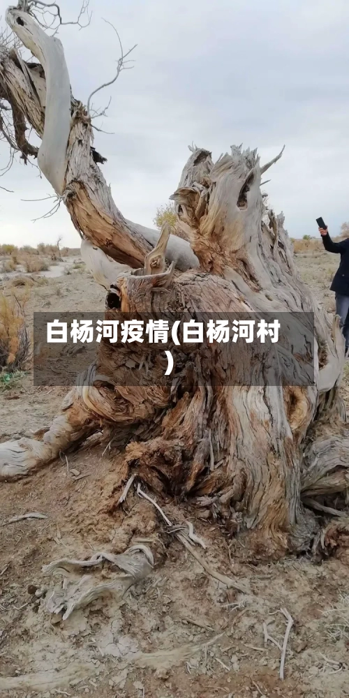 白杨河疫情(白杨河村)-第2张图片