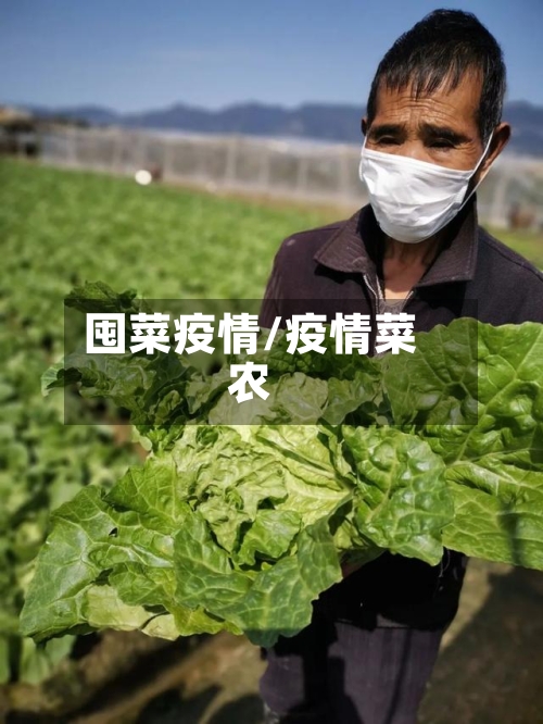 囤菜疫情/疫情菜农