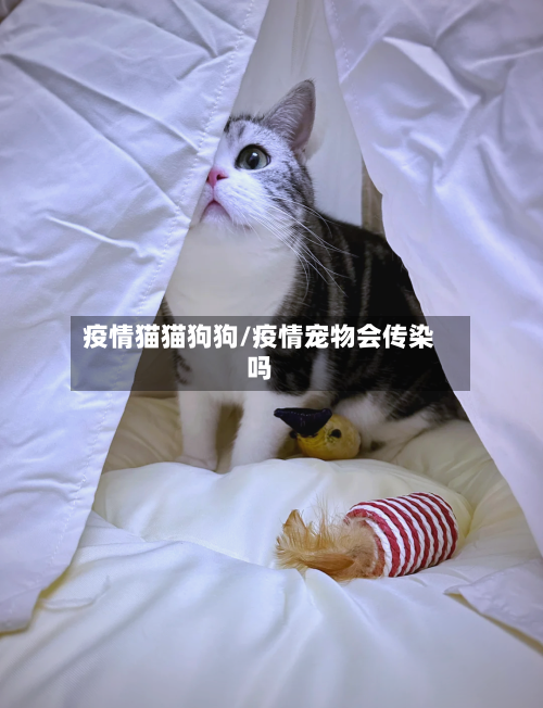 疫情猫猫狗狗/疫情宠物会传染吗-第3张图片