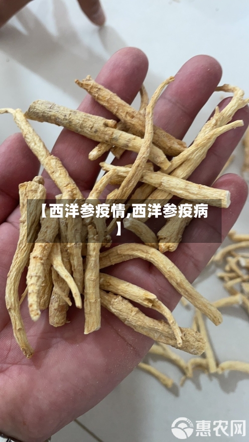 【西洋参疫情,西洋参疫病】