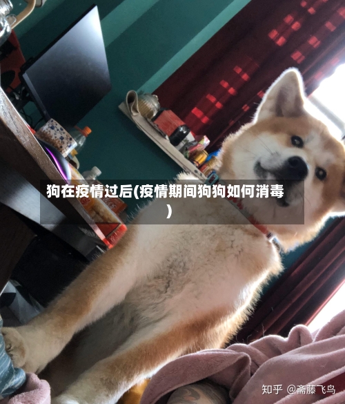 狗在疫情过后(疫情期间狗狗如何消毒)