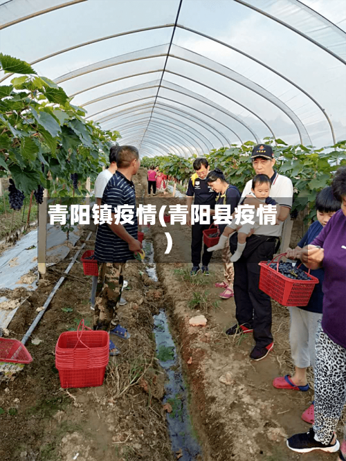 青阳镇疫情(青阳县疫情)-第3张图片