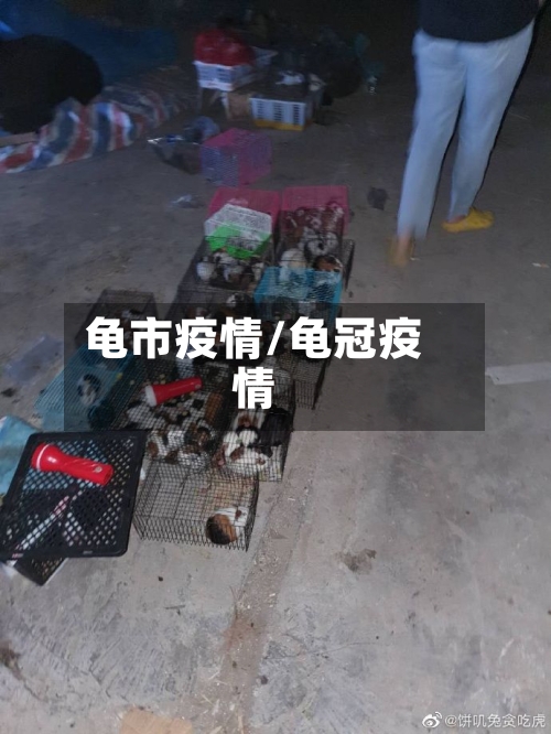 龟市疫情/龟冠疫情-第2张图片