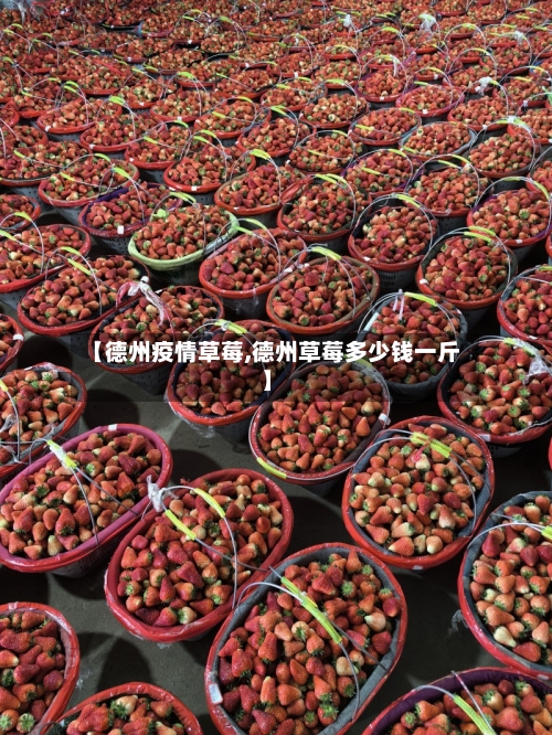 【德州疫情草莓,德州草莓多少钱一斤】