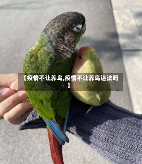 【疫情不让养鸟,疫情不让养鸟违法吗】-第2张图片