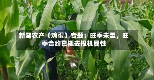新湖农产（鸡蛋）专题：旺季未至	，旺季合约已褪去投机属性-第2张图片