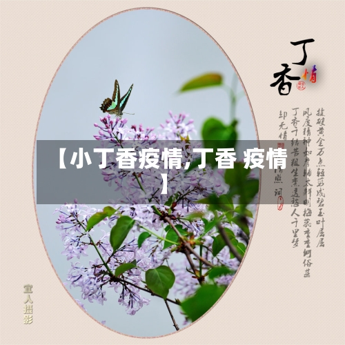 【小丁香疫情,丁香 疫情】-第2张图片