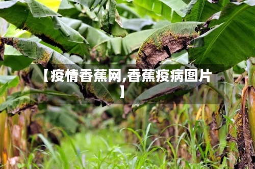 【疫情香蕉网,香蕉疫病图片】-第3张图片