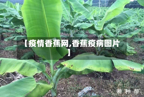【疫情香蕉网,香蕉疫病图片】