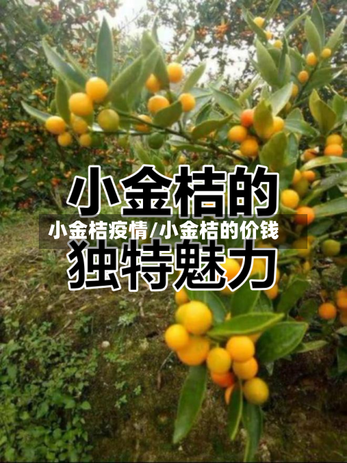 小金桔疫情/小金桔的价钱