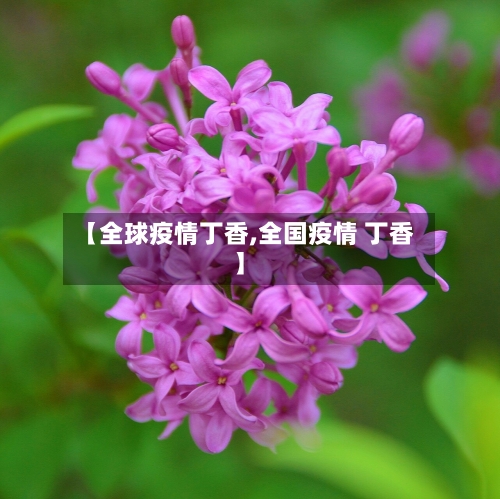 【全球疫情丁香,全国疫情 丁香】-第3张图片