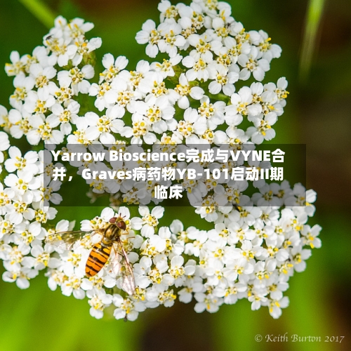 Yarrow Bioscience完成与VYNE合并，Graves病药物YB-101启动II期临床