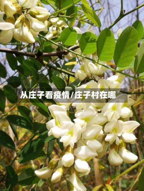 从庄子看疫情/庄子村在哪