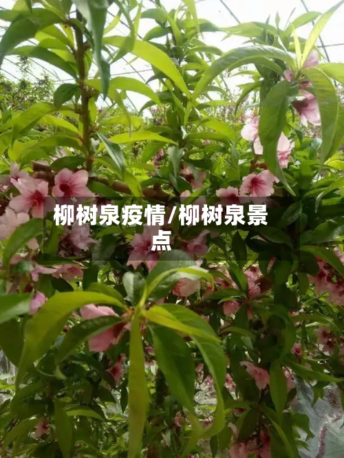 柳树泉疫情/柳树泉景点