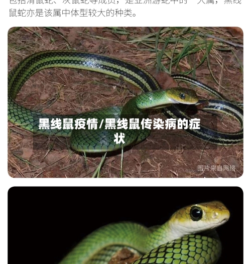 黑线鼠疫情/黑线鼠传染病的症状