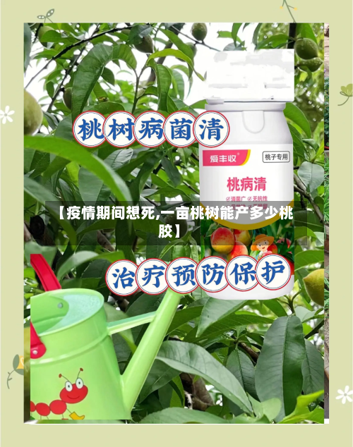 【疫情期间想死,一亩桃树能产多少桃胶】