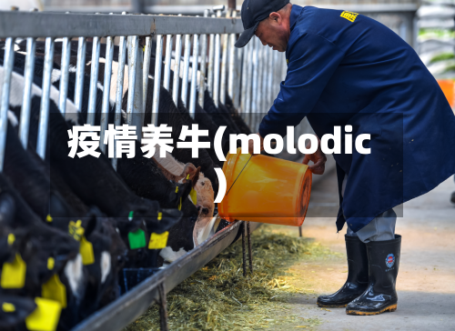 疫情养牛(molodic)-第3张图片