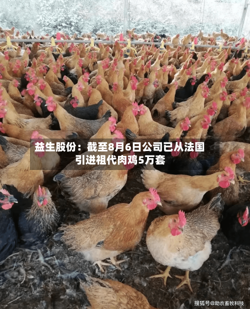 益生股份：截至8月6日公司已从法国引进祖代肉鸡5万套