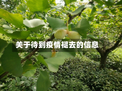 关于待到疫情褪去的信息