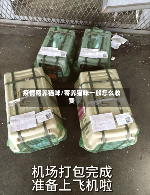 疫情寄养猫咪/寄养猫咪一般怎么收费