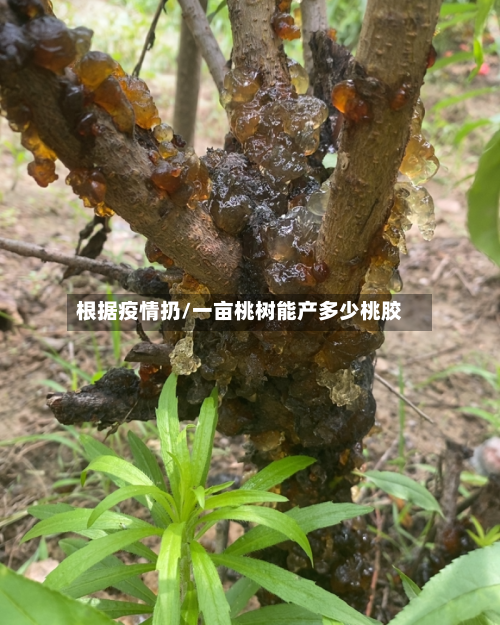 根据疫情扔/一亩桃树能产多少桃胶