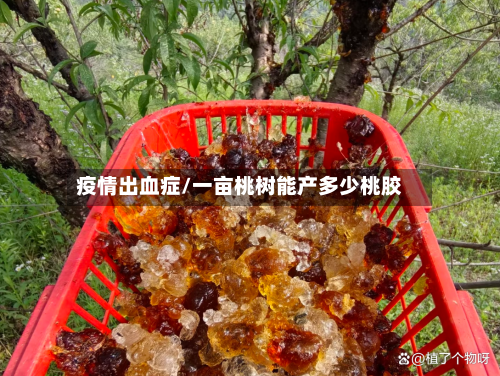 疫情出血症/一亩桃树能产多少桃胶