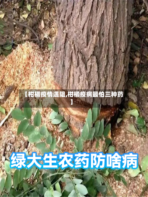 【柑橘疫情遇阻,柑橘疫病最怕三种药】