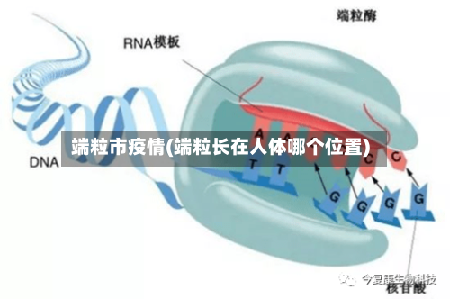 端粒市疫情(端粒长在人体哪个位置)