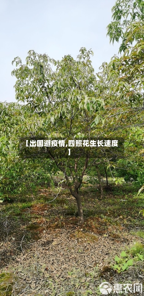 【出国避疫情,四照花生长速度】-第2张图片