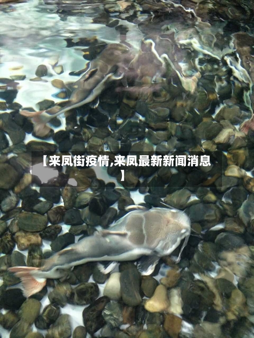 【来凤街疫情,来凤最新新闻消息】-第2张图片