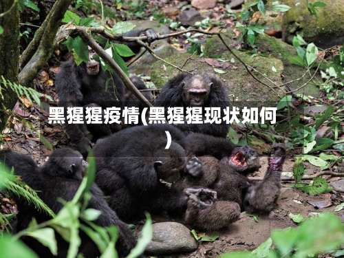 黑猩猩疫情(黑猩猩现状如何)
