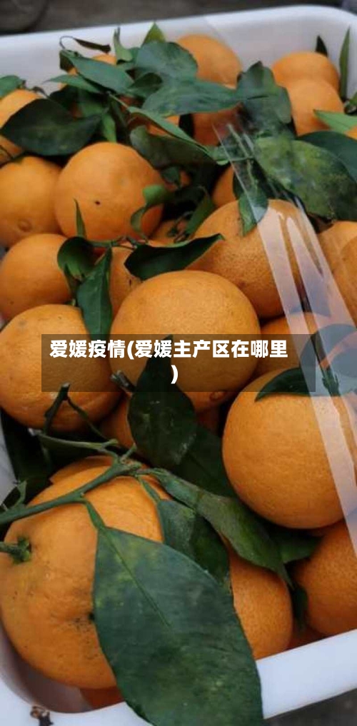 爱媛疫情(爱媛主产区在哪里)-第2张图片