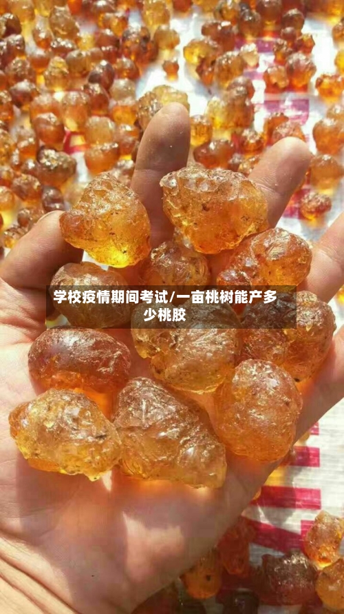 学校疫情期间考试/一亩桃树能产多少桃胶