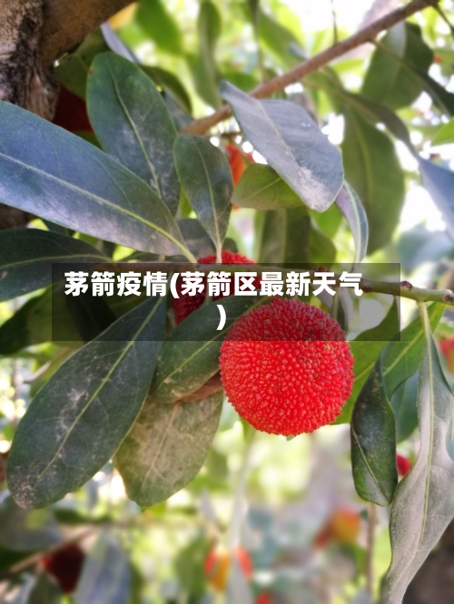 茅箭疫情(茅箭区最新天气)