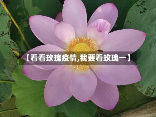 【看看玫瑰疫情,我要看玫瑰一】-第3张图片