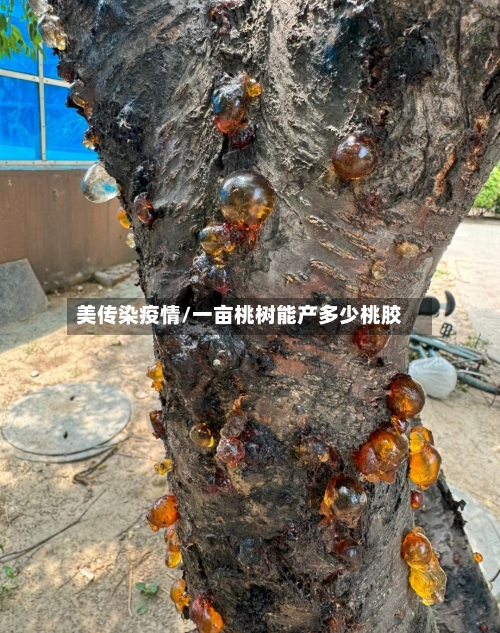 美传染疫情/一亩桃树能产多少桃胶