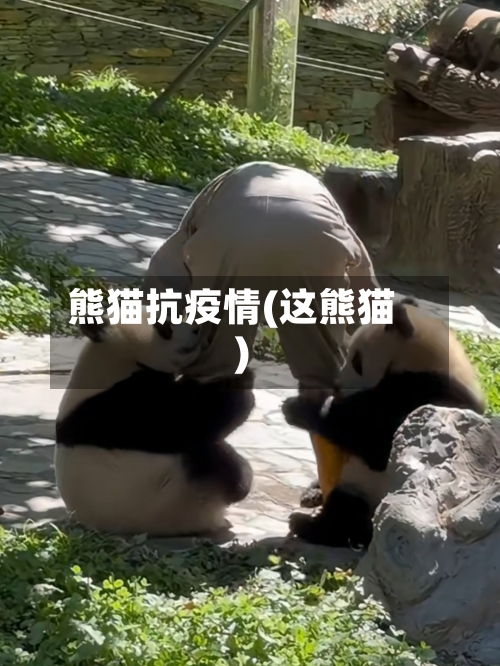 熊猫抗疫情(这熊猫)