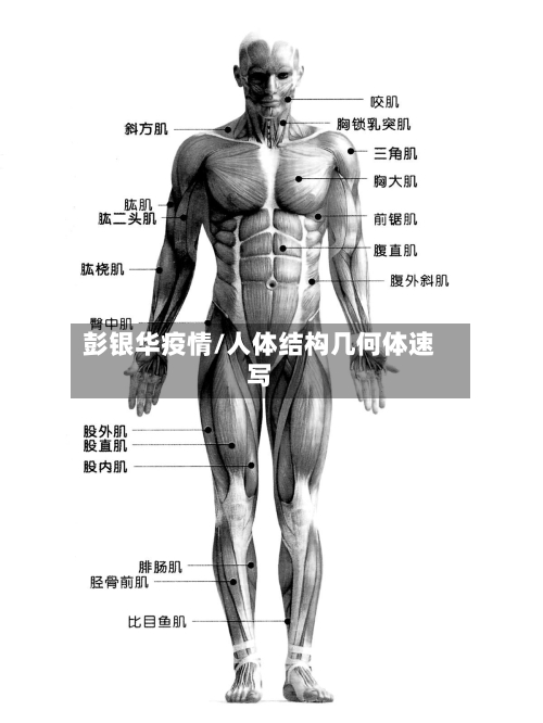 彭银华疫情/人体结构几何体速写-第3张图片